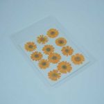 Daisy Pressed Flower Pack Yellow