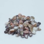 Sea shell Assorted